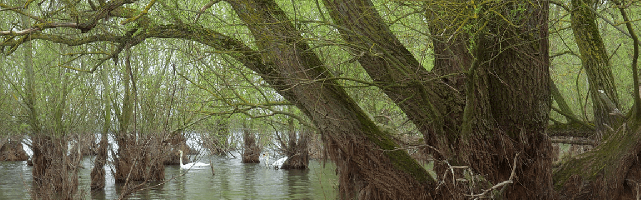 La Forêt d'Orient : une évasion enchantée au cœur de l'Aube