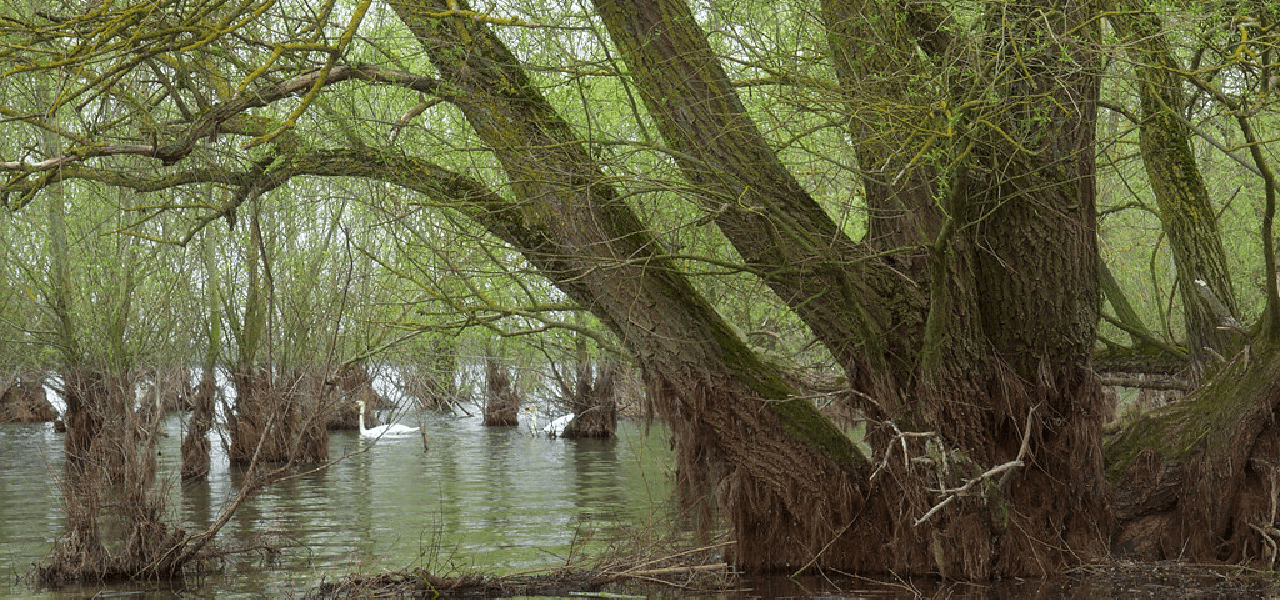 La Forêt d'Orient : une évasion enchantée au cœur de l'Aube