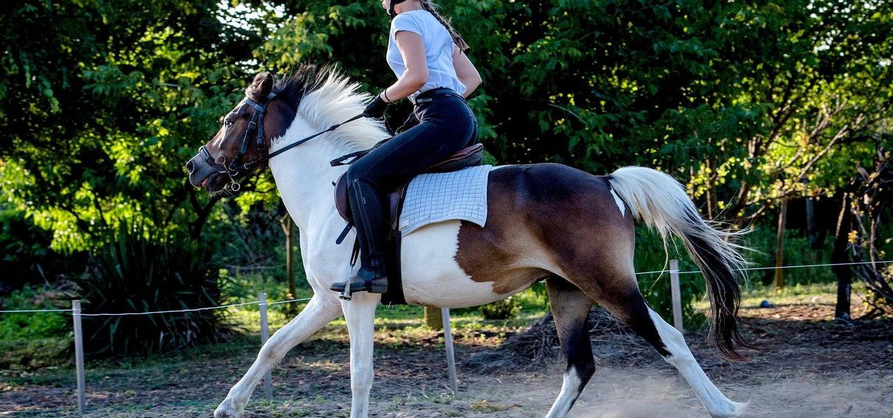 Tapis de randonnée pour cheval : guide des marques et des prix