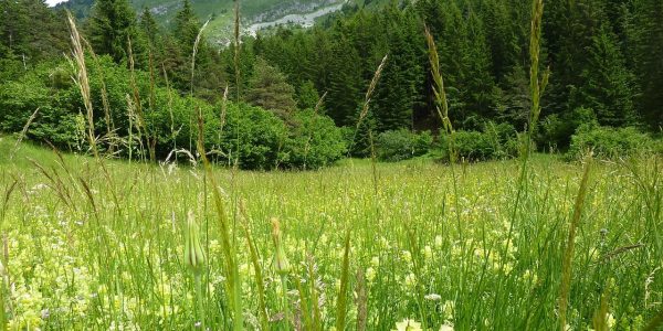 5 idées de randonnées pour découvrir le Vercors