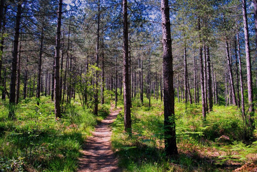 Circuit des 25 bosses - Fontainebleau